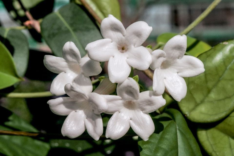 Мадагаскарски жасмин