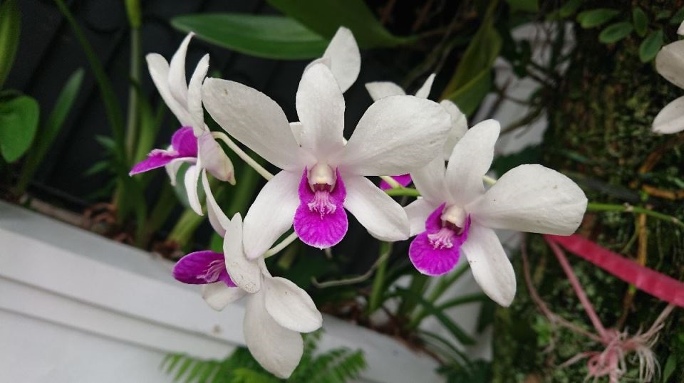 орхидея катлея