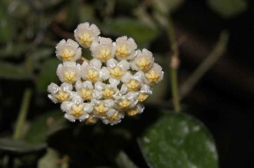 хоя растение