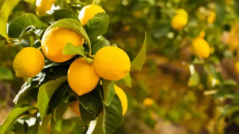 lemon tree