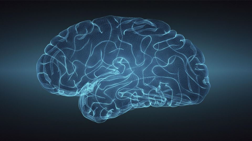 човешки мозък