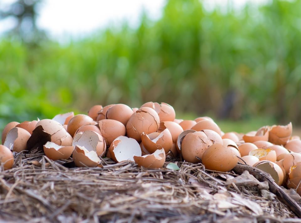 черупки от яйца