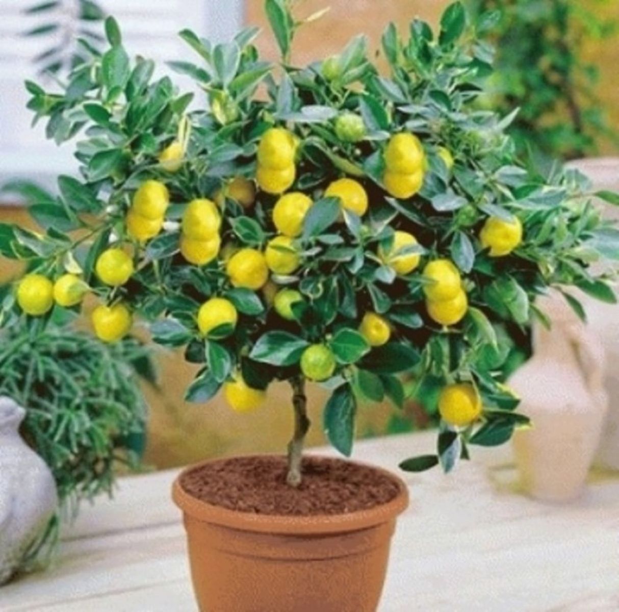 лимон дърво