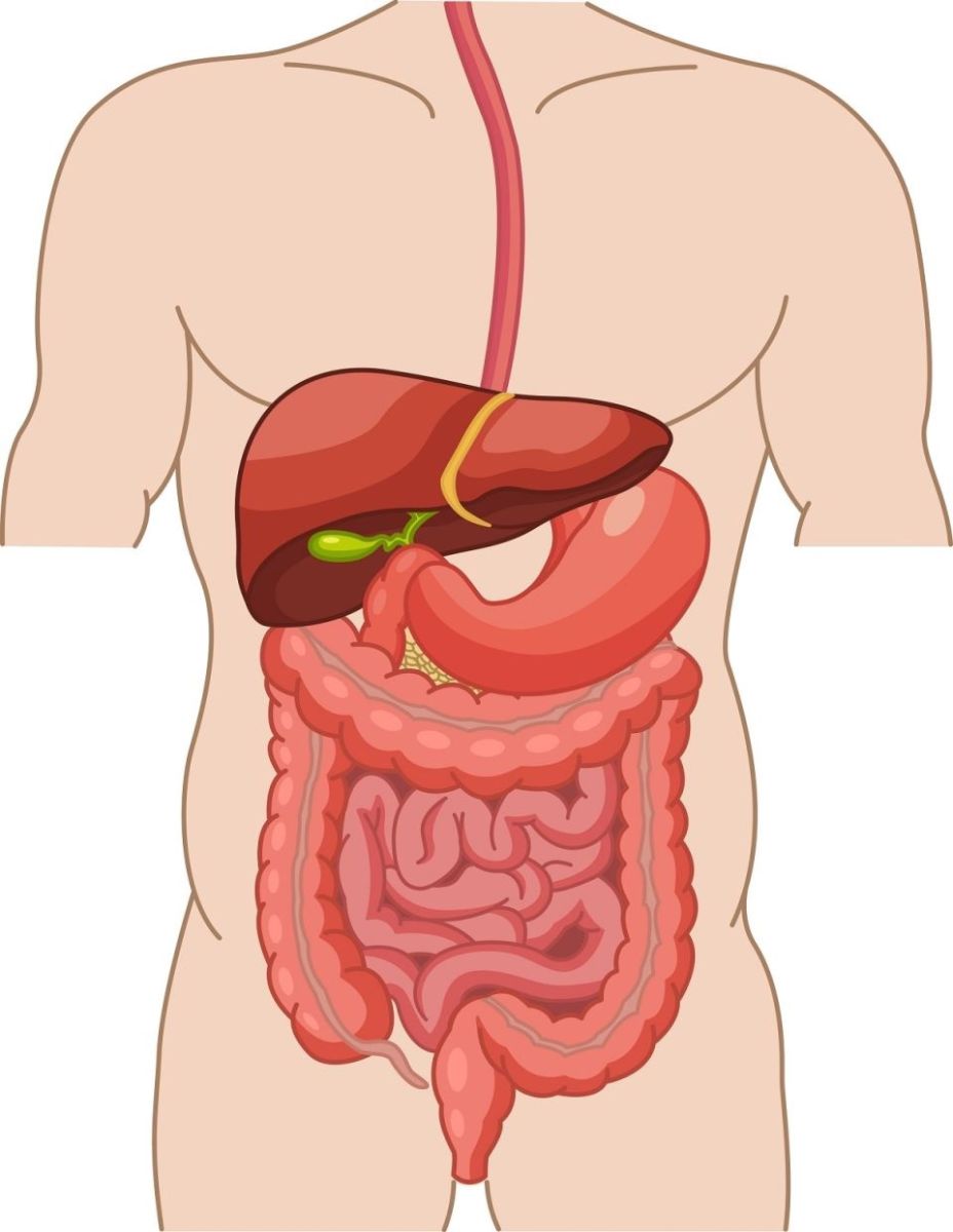 здрави черва