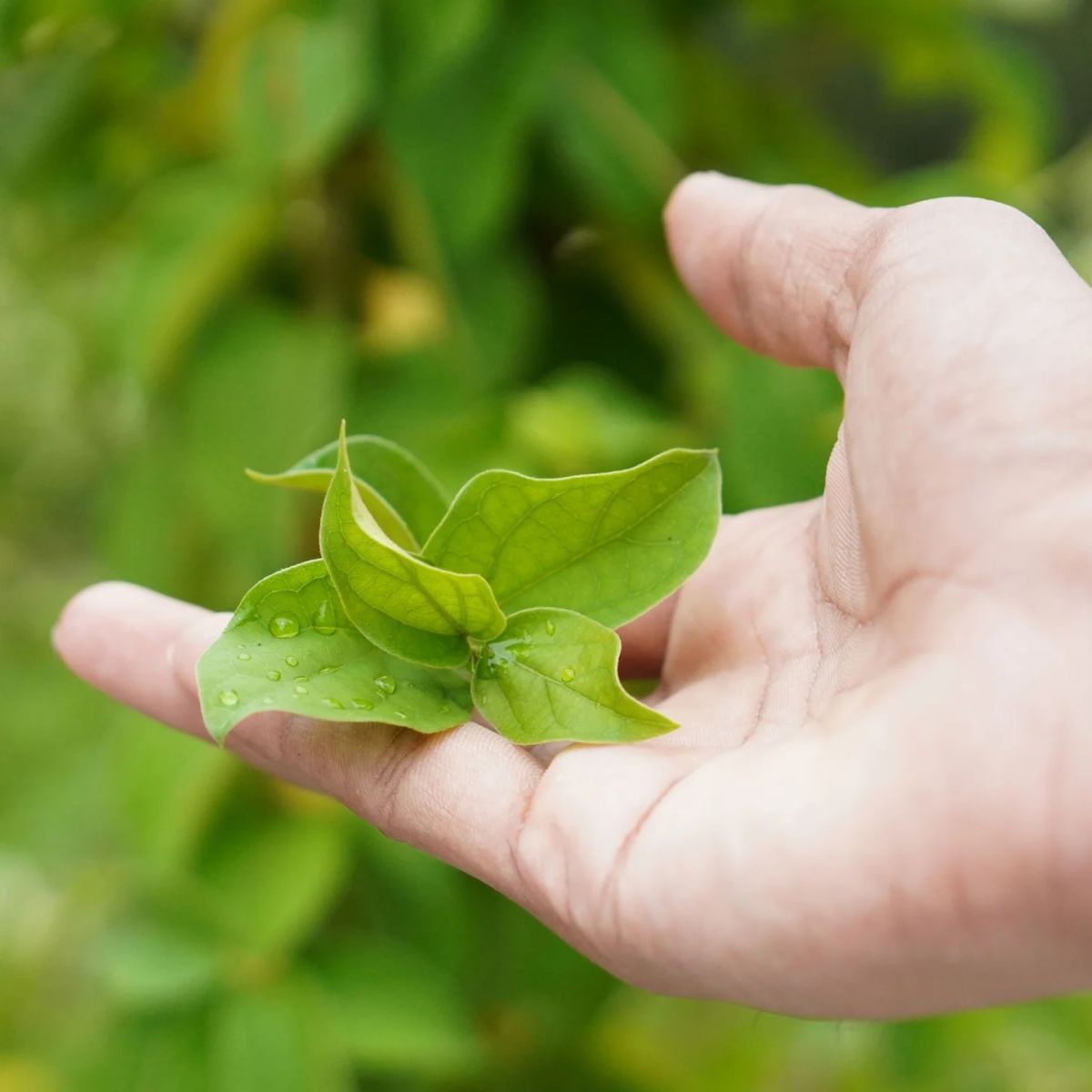 листа гурмар