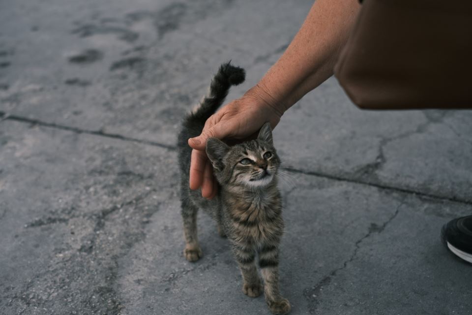 улично коте