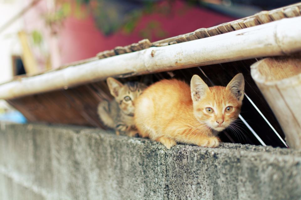 малки котенца