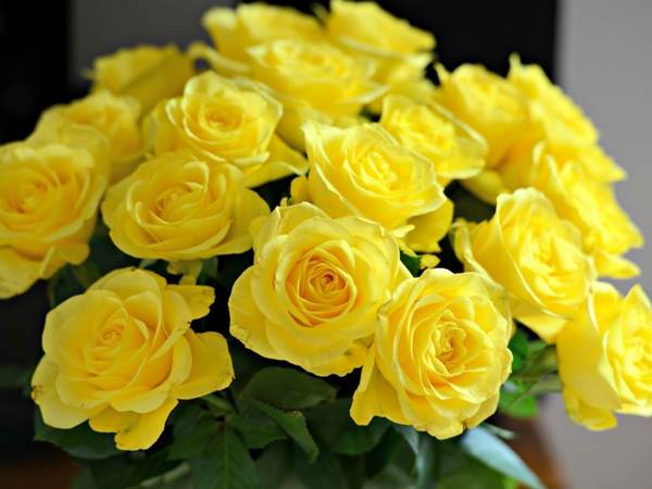 жълти рози