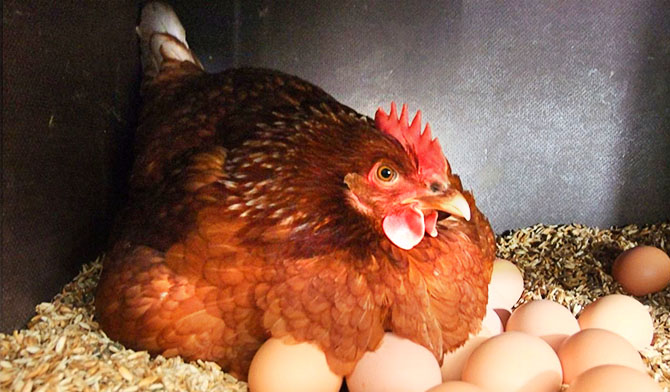 кокошка с яйца
