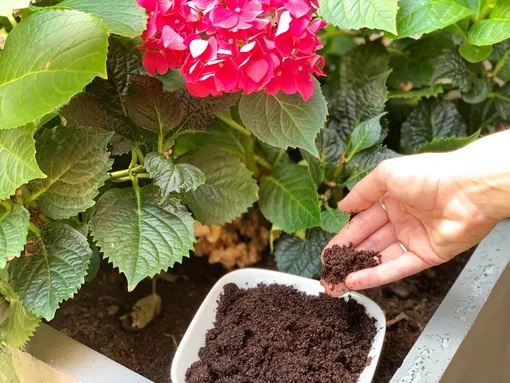 торене хортензия