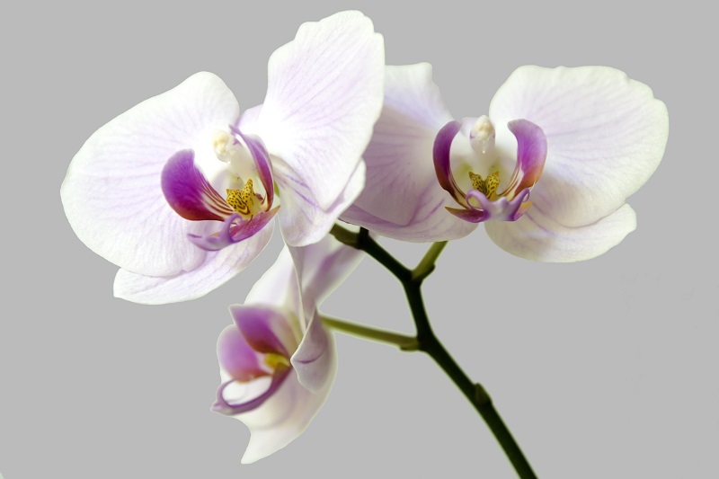 розова орхидея