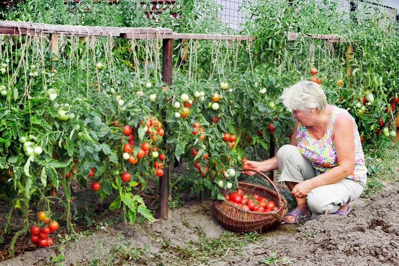 реколта с домати