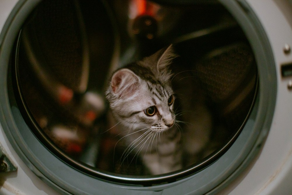 котка пред пералня