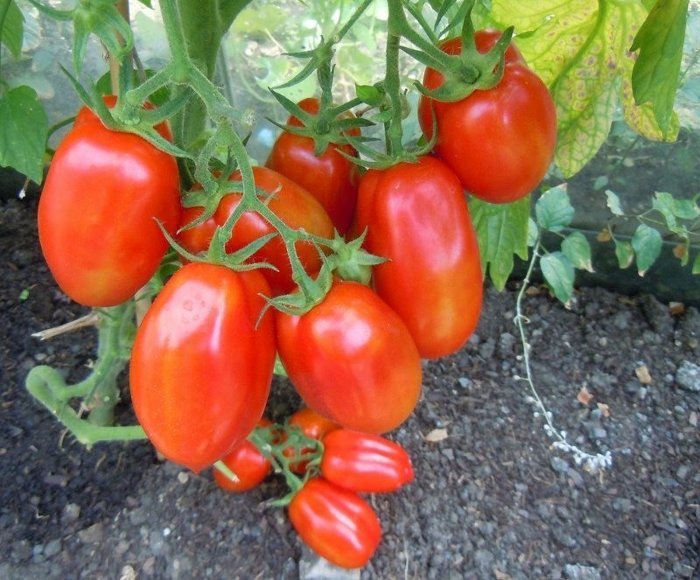 едри домати