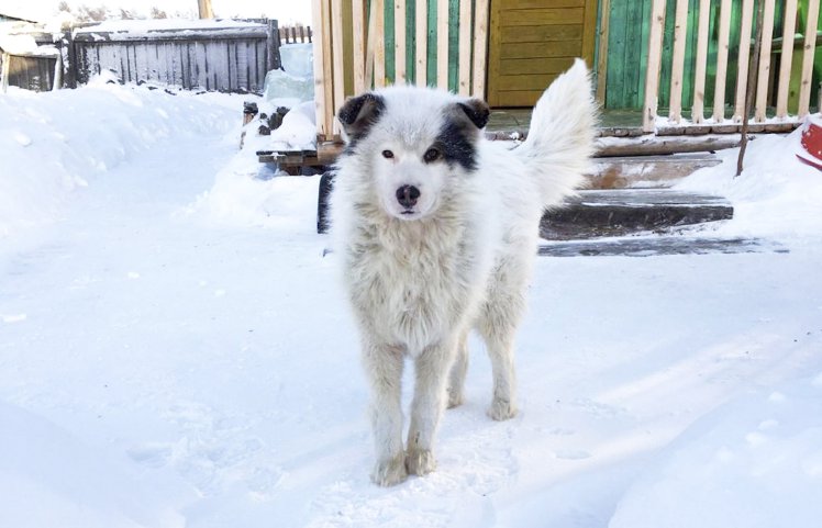 куче в снега