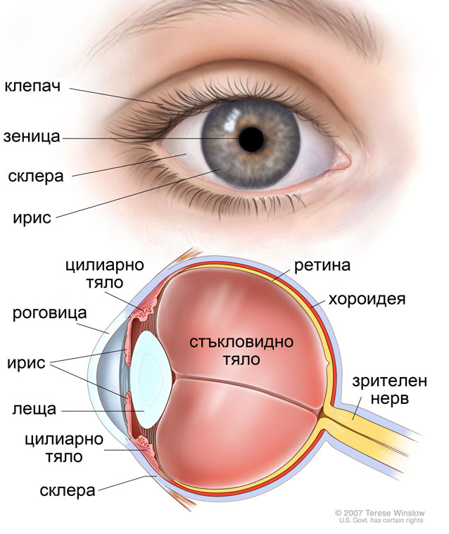 анатомия на окото