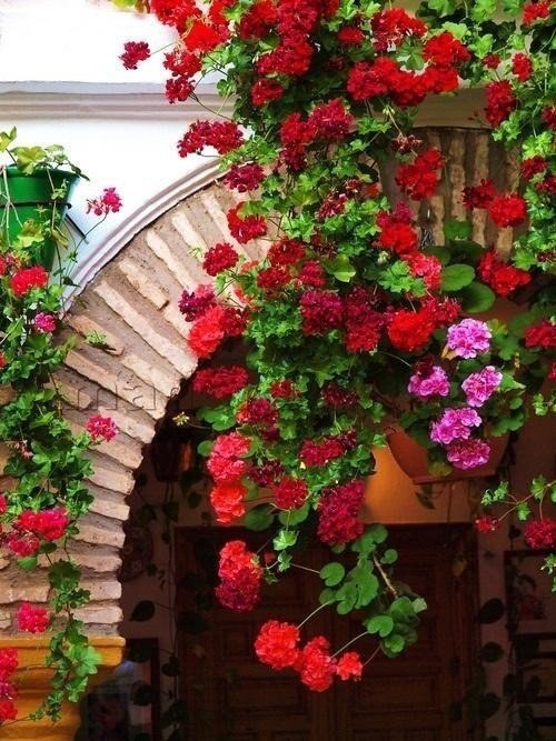  каскадно мушкато 