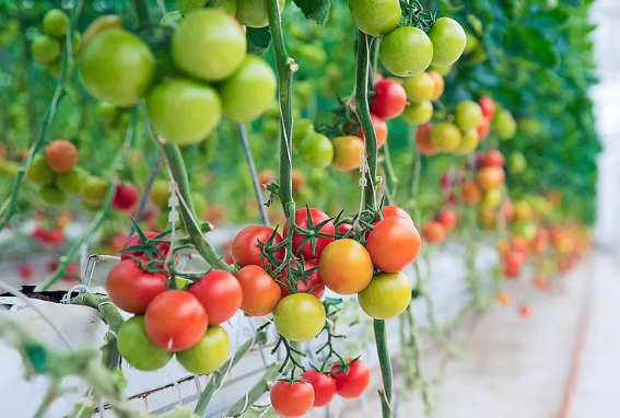 домати в градината