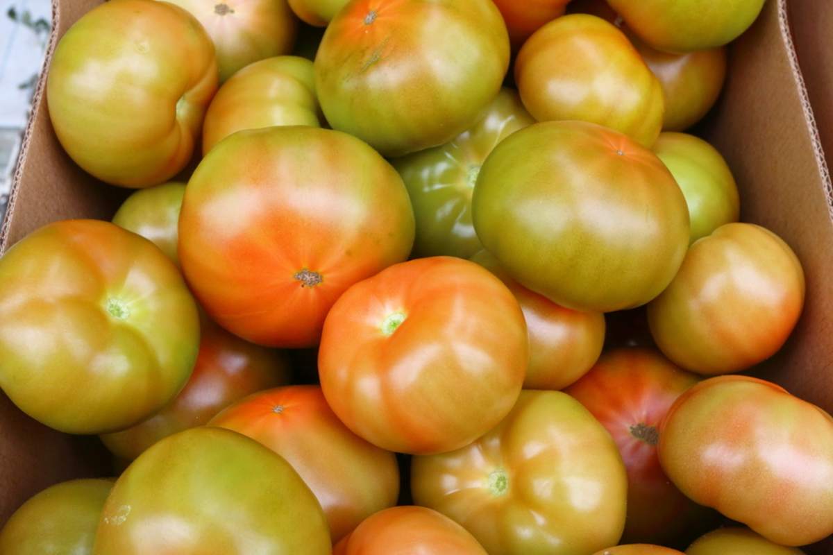 неузрели домати