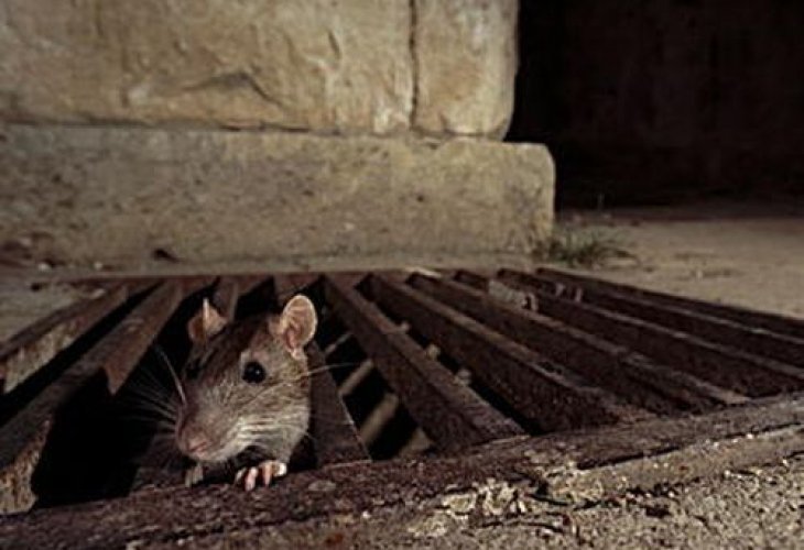 мишка под земята