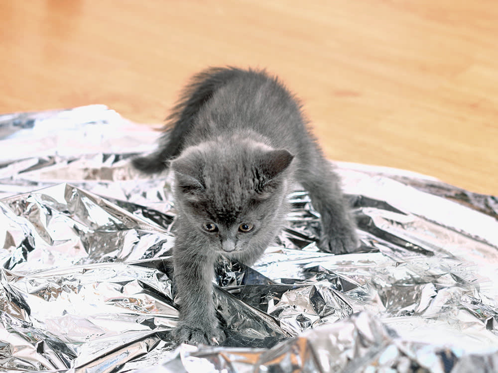 коте играе с фолио