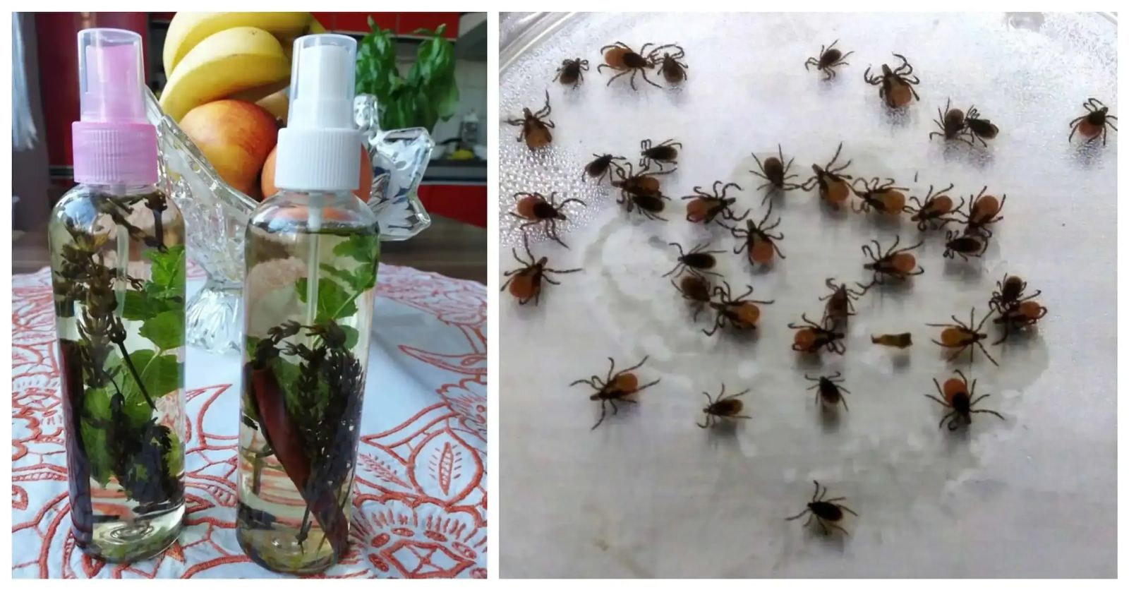 спрей против кърлежи