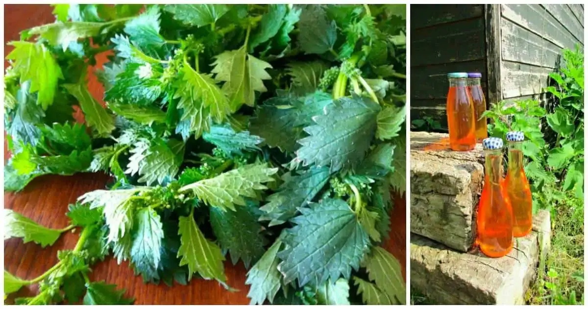 приготвяне сироп от коприва