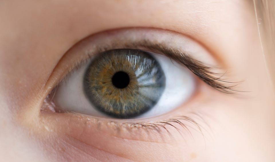 човешко око
