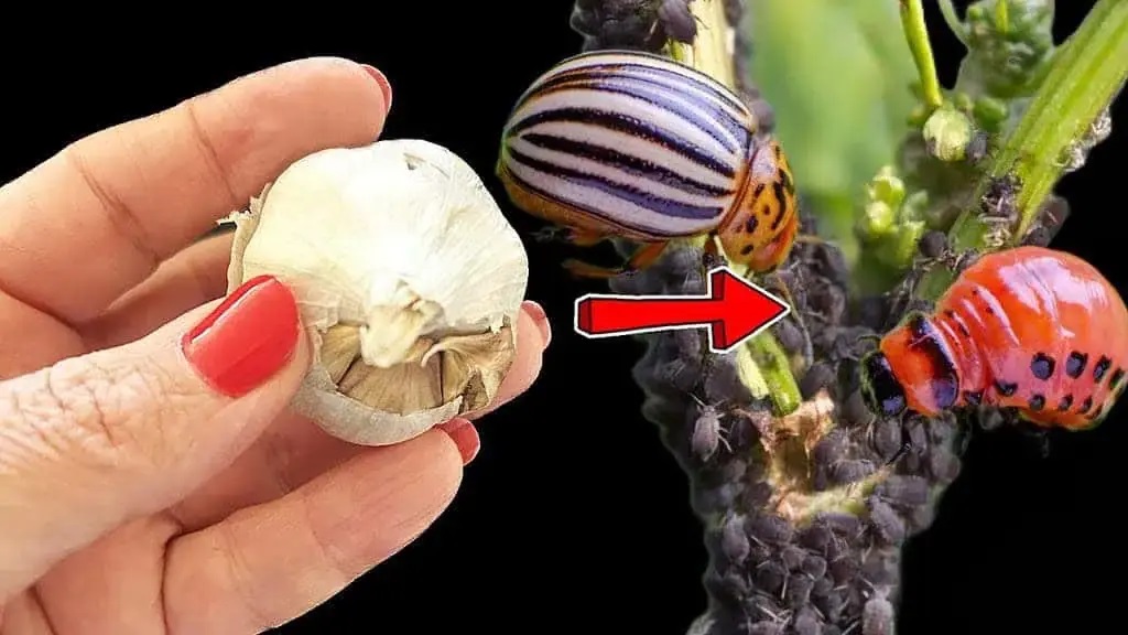 чесън срещу въшки