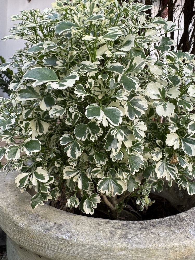 тамянче в кашпа