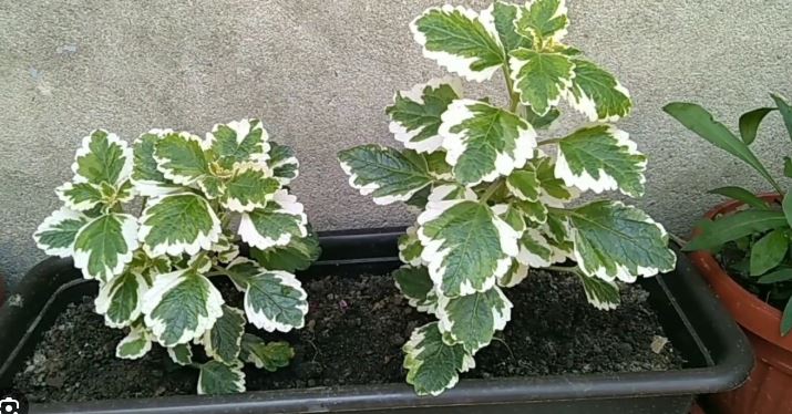 саксия с тамянче