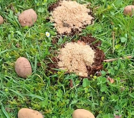 компост върху картофите