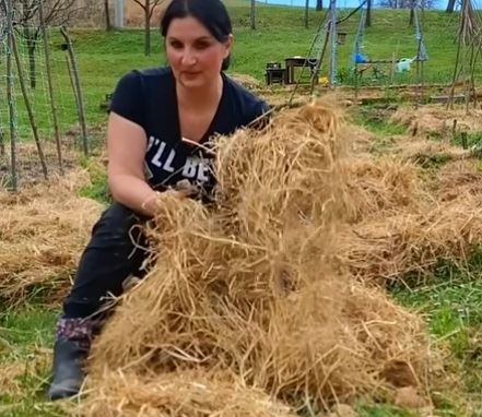 сено върху картофите