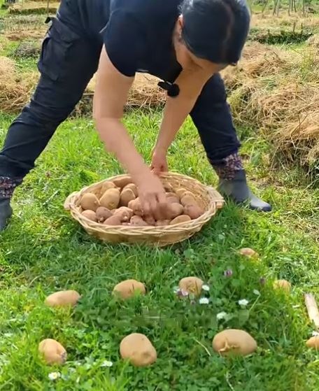 засаждане картофи