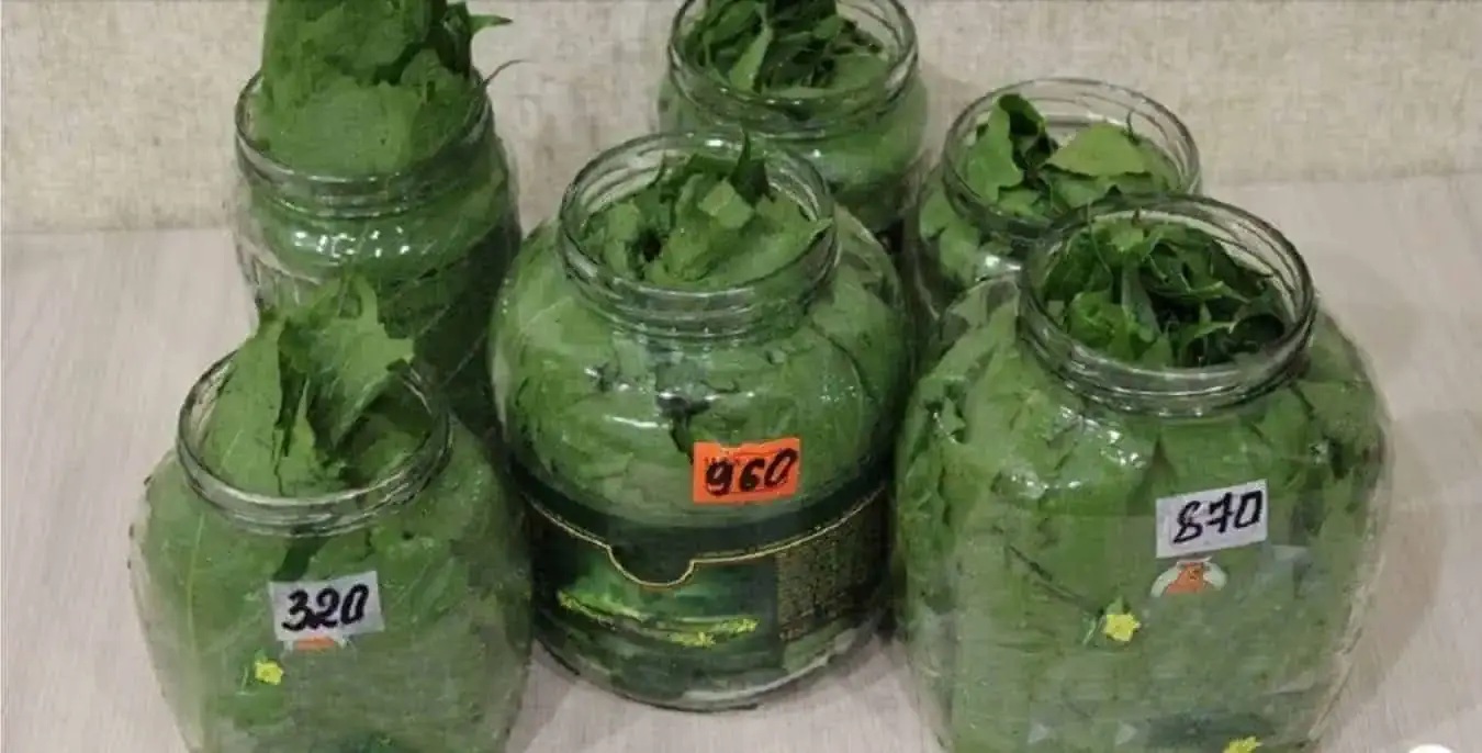 лозови листа полза