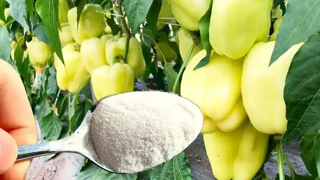 лъжица сода