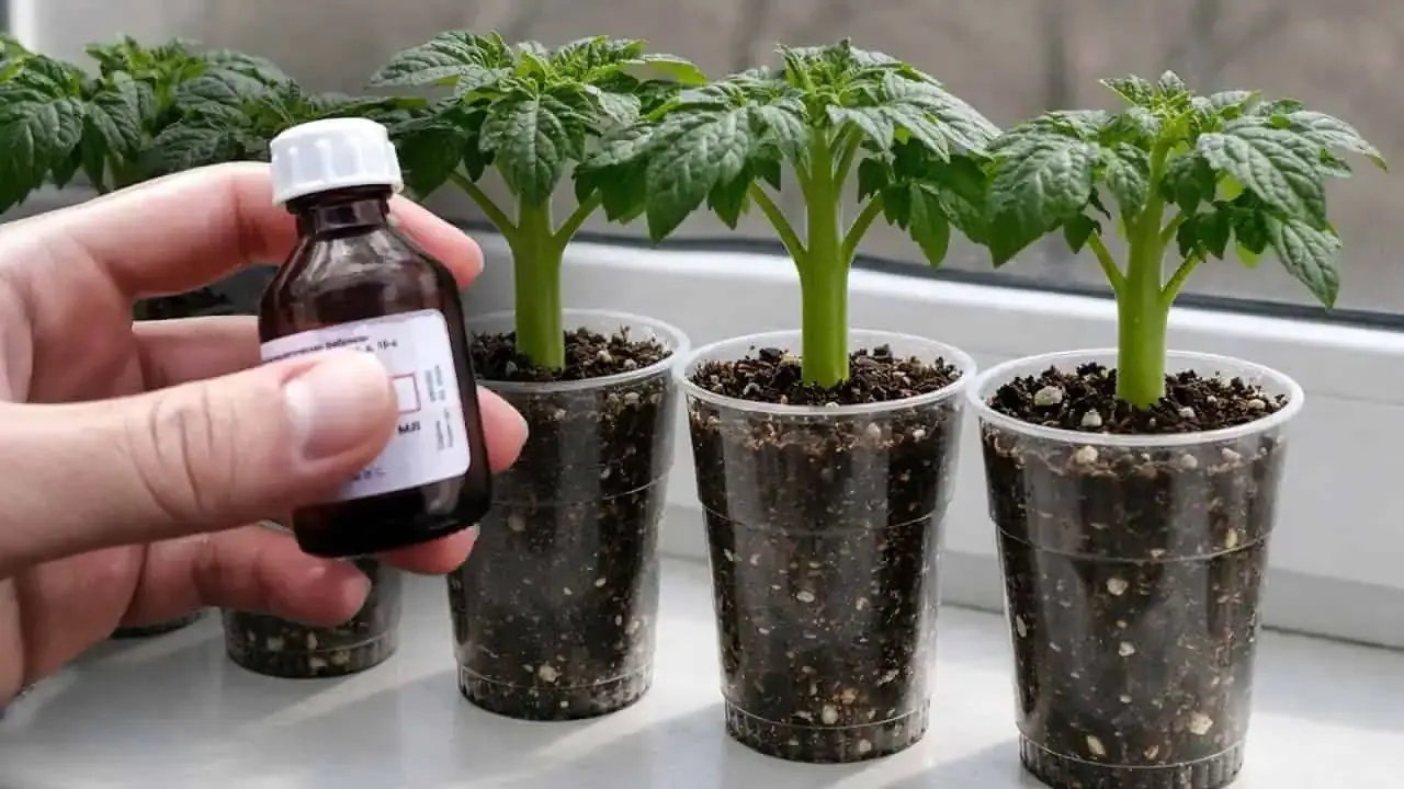 йод за разсад