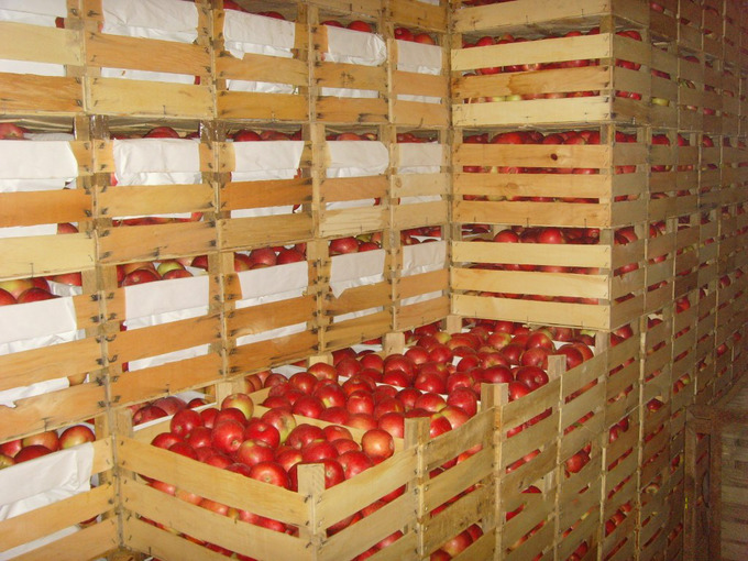 съхранение на ябълки
