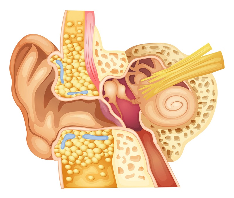 храни за подобряване на слуха