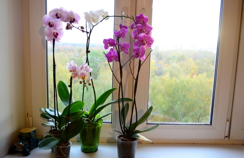 грижи за орхидеята у дома през зимата
