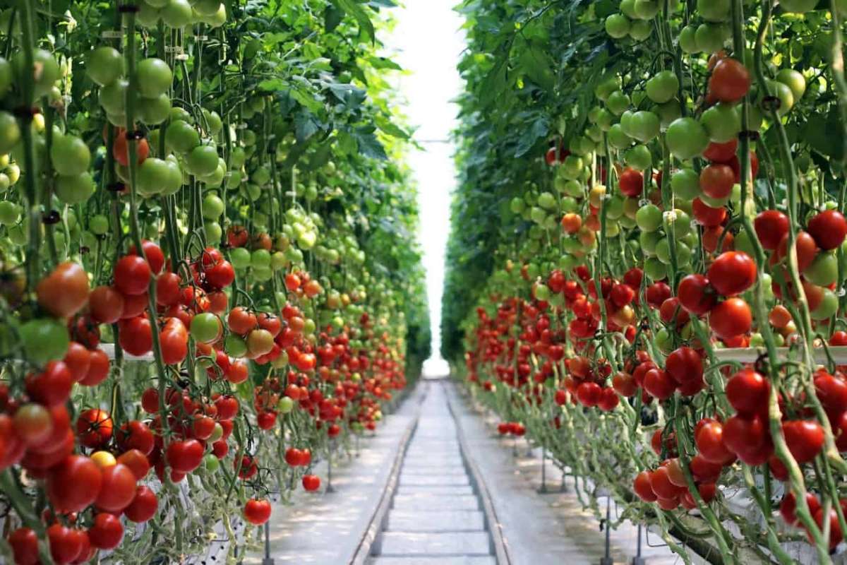 градина домати