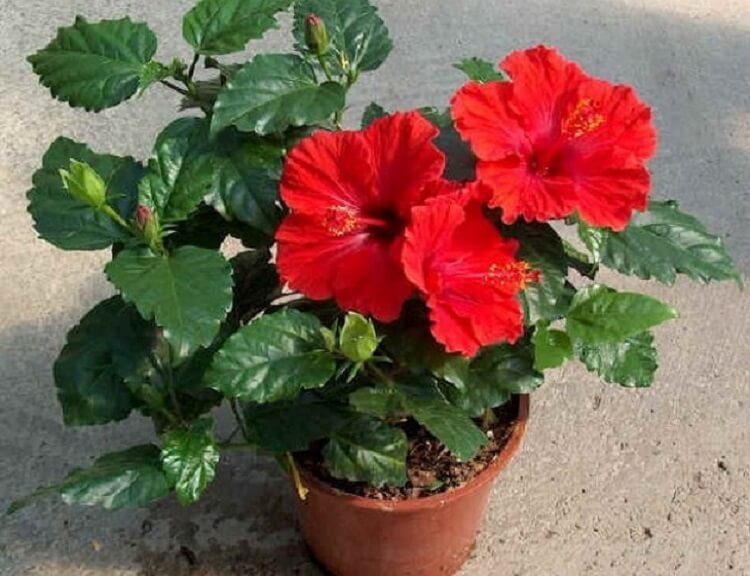  китайска роза 