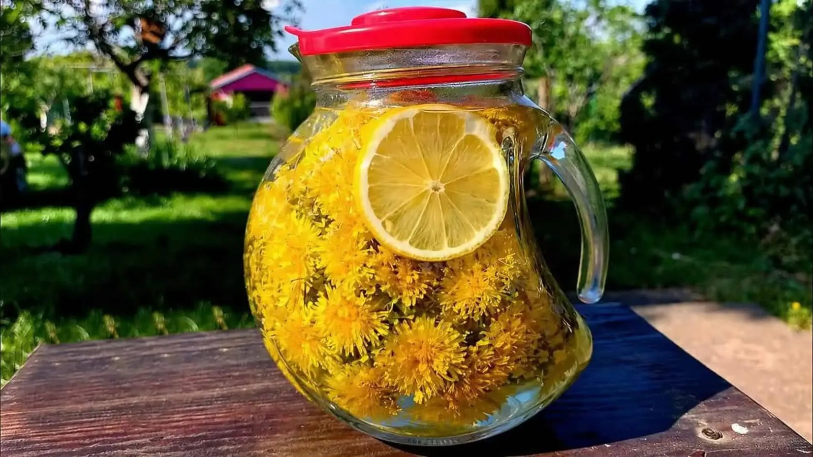 цвят глухарче в буркан