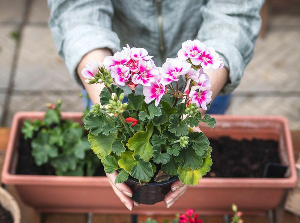 пресаждане мушкато