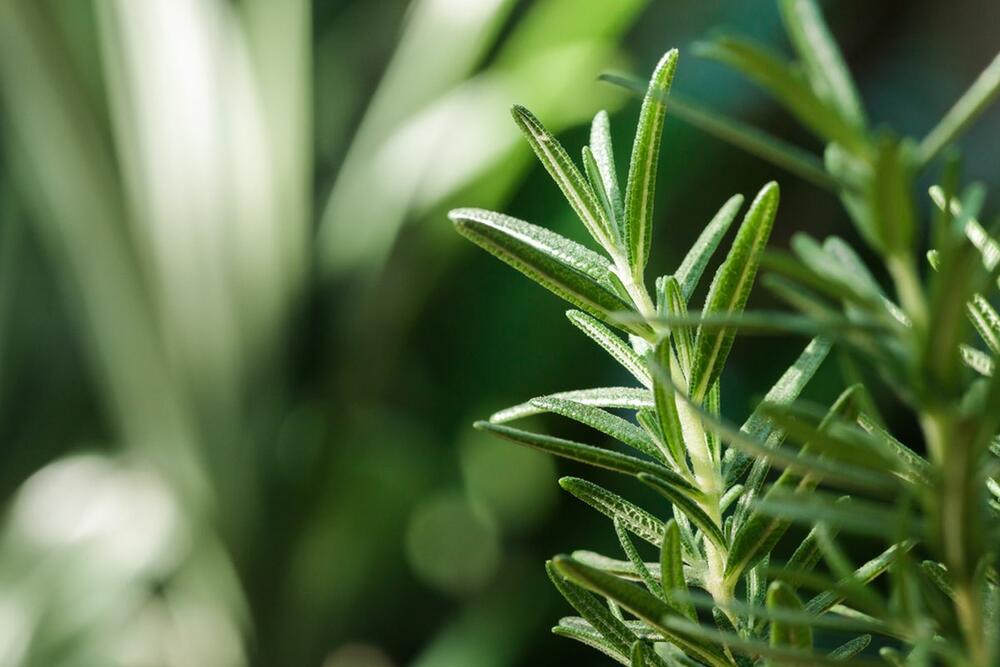 пресни билки