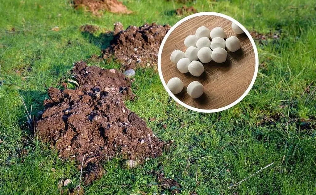 нафталинови топчета