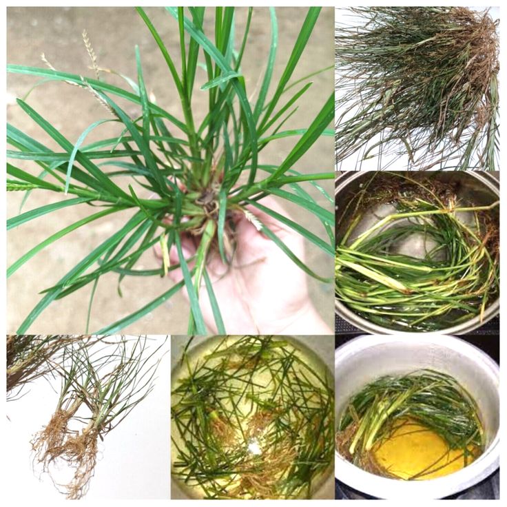 гъша трева приложение