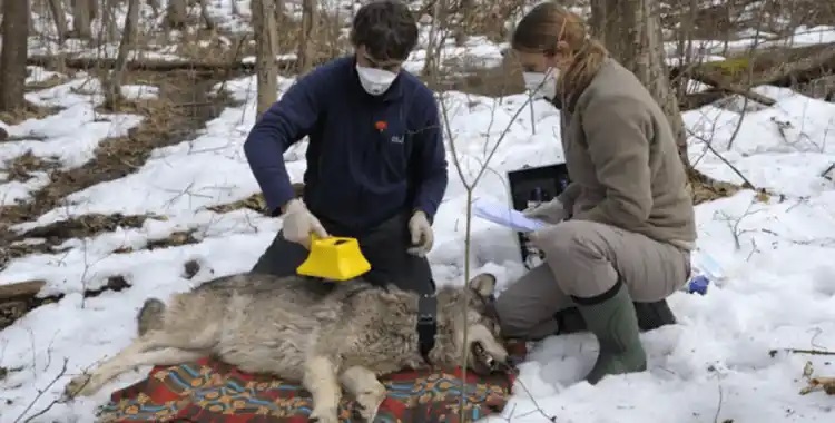 чернобилски вълци радиация