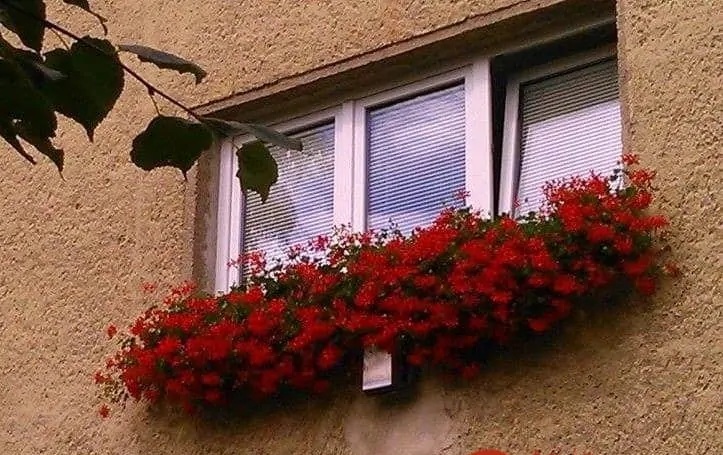 мушката на фасадата