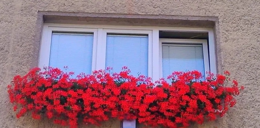 цветята на Моника